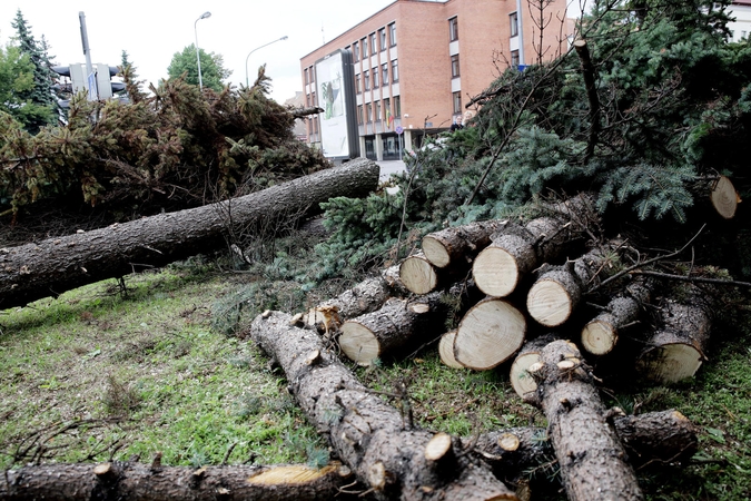 Medkirčiai įsisuko į Klaipėdos centre augusias egles