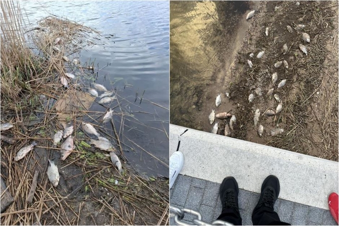 Mariose – masinis žuvų kritimas: aplinkosaugininkai skelbia tyrimo rezultatus