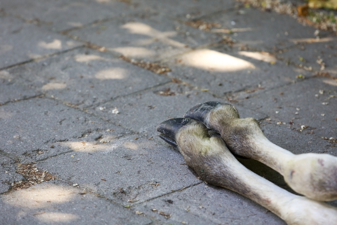 Molėtų rajone per susidūrimą su briedžiu sužeistas vairuotojas: gyvūnas nugaišo