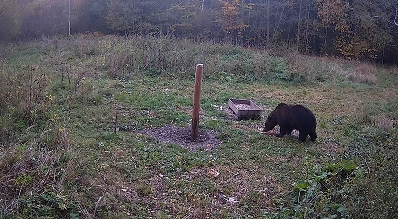 Nekasdienis vaizdas: Biržų rajone užfiksuota meška