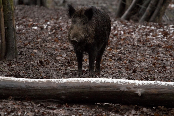 Kiaulių maras šernams negailestingas