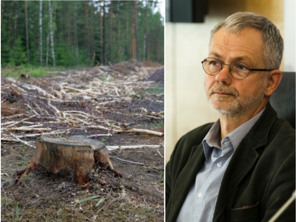 L. Balsys užsimojo apriboti miškų kirtimus saugomose teritorijose