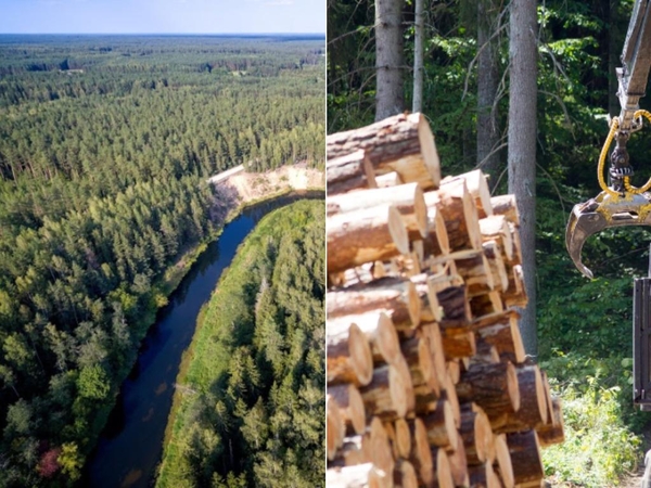Gyventojai ragina ginti Šimonių girią: medžius kerta ir dieną, ir naktį