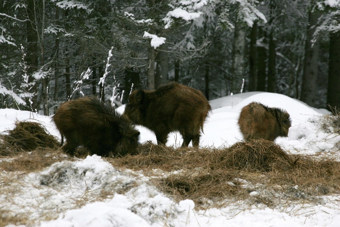 Kiaulių maras toliau guldo šernus