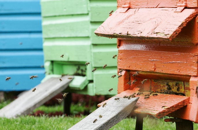 Pesticidų žala: išnykus apnuodytoms bitėms, sumažės ir derlius