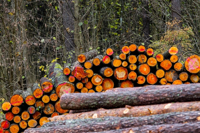 Senosios urėdijos užveria duris – darbą pradeda Valstybinių miškų urėdija