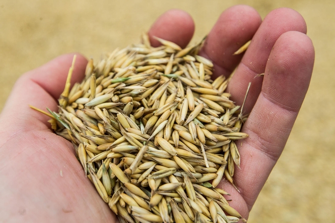 Tikrino maistinius grūdus dėl pesticidų likučių