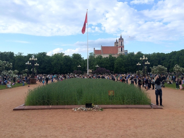 Rugių laukas Vilniaus centre stebina netikėtais garsais