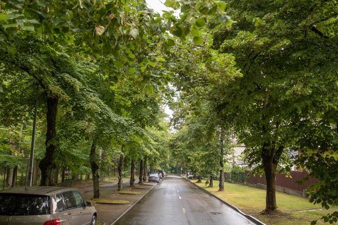 Vilnius gerina brandžių medžių priežiūrą – jie laistomi ir tręšiami