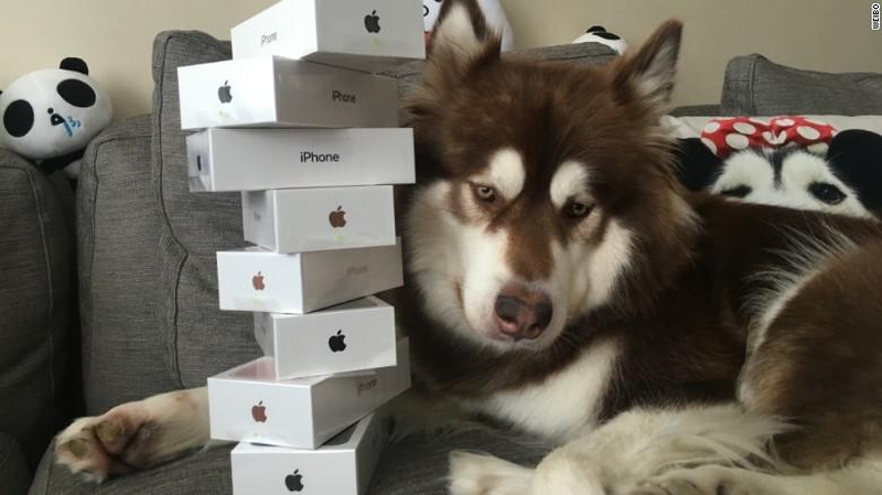 Turtuolio meilė: kinas nupirko 7 naujausius „iPhone'us“ savo šuniui