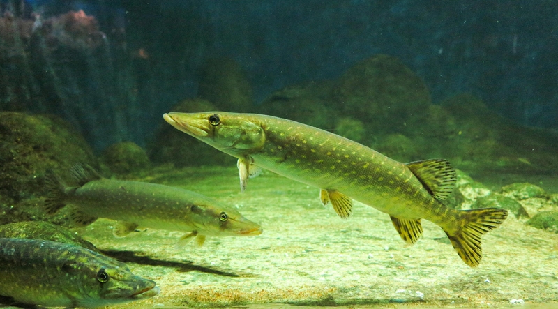Neršiančių lydekų ramybę aplinkosaugininkai saugojo visą mėnesį