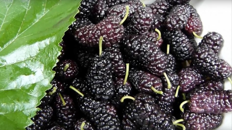 Šilkmedžio uogos ir arbata padės atsikratyti kelių kilogramų per mėnesį