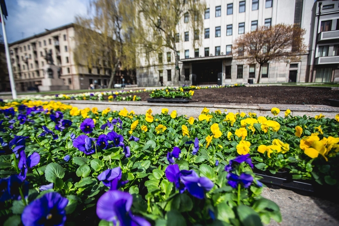 Miestą papuoš 30 tūkst. našlaičių