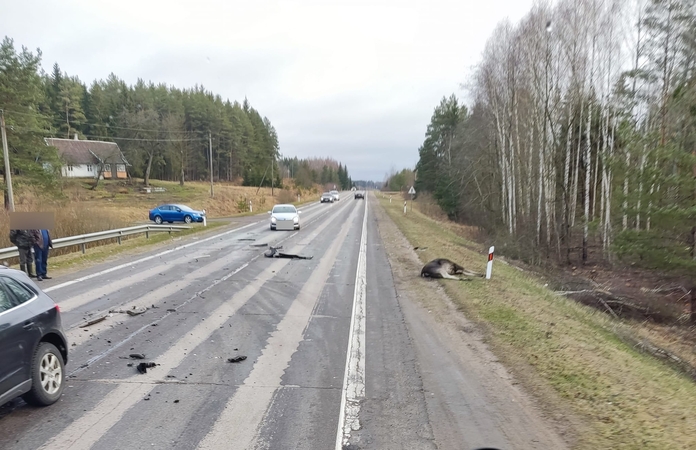 Molėtų plente į kelią išbėgus briedžiui susidūrė trys automobiliai: vairuotojas – ligoninėje