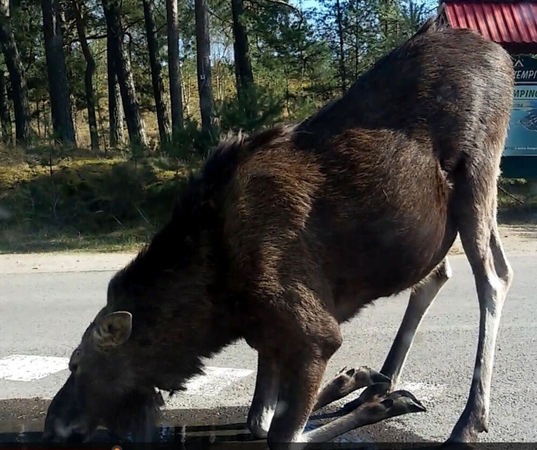 Įspėja: į Neringą vykstantys poilsiautojai turi saugotis laukinių gyvūnų