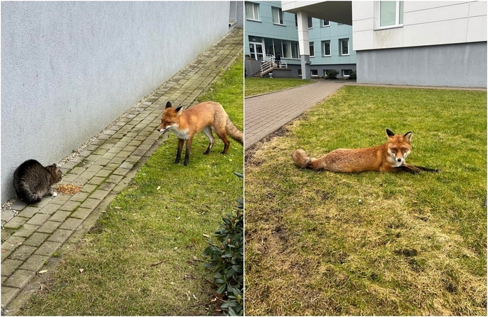 Mėgaujasi: šiaurinėje uostamiesčio dalyje įsikūręs ligoninių miestelis turi ypatingą gyventoją – lapę.