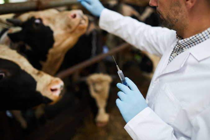Lietuva išlieka tarp mažiausiai veterinarinių antibiotikų naudojančių ES šalių