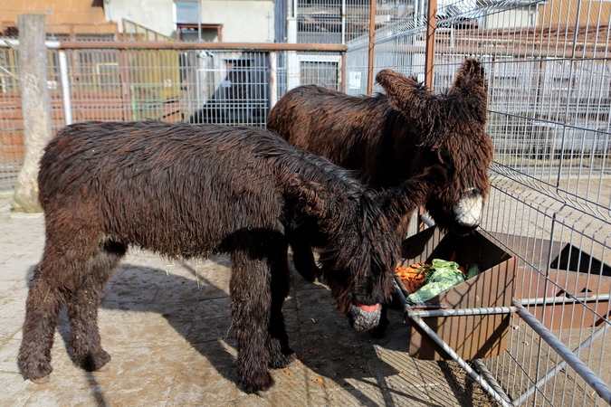 Klaipėdos pašonėje apsigyveno reti asiliukai
