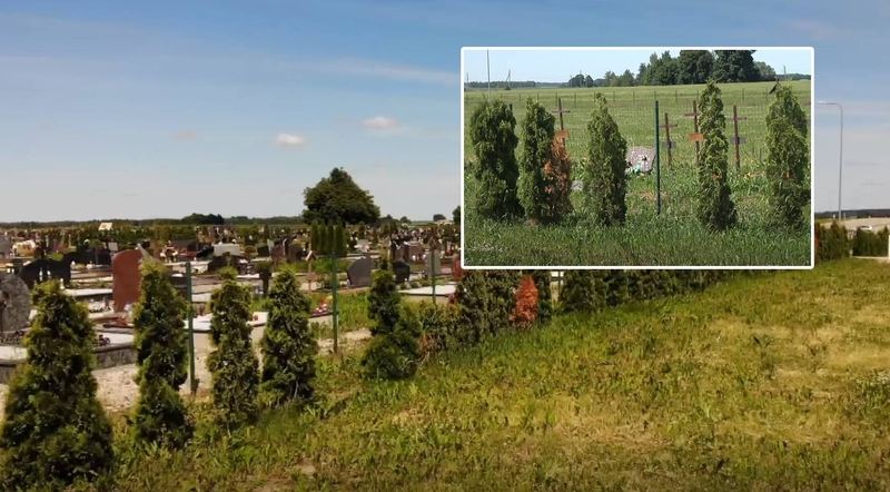 Iš Vainatrakio kapinių pavogta daugiau nei pusšimtis tujų: nuostoliai – tūkstantiniai