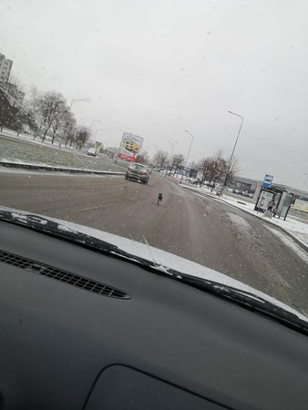 Gatvių sankirtoje išmetė šunį: kauniečiai vairuotojui siunčia pliūpsnį keiksmų