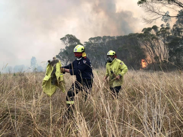 Australijoje nuo miškų gaisrų gelbėjamos koalos