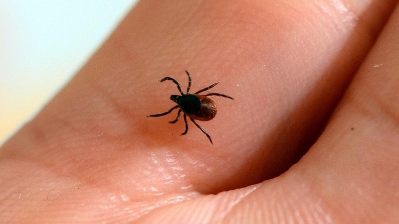 Lietuvoje – erkinio encefalito protrūkis