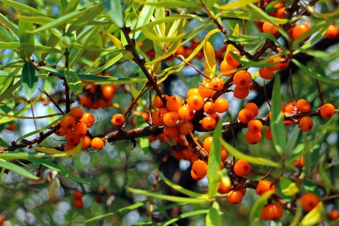 Asociatyvi nuotr.