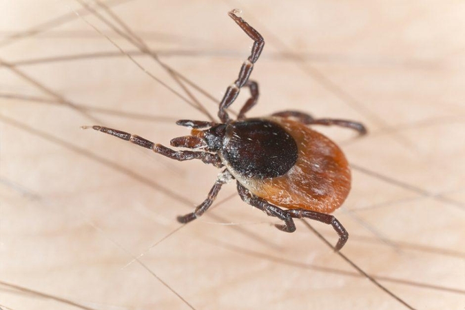 Asociatyvi nuotr.