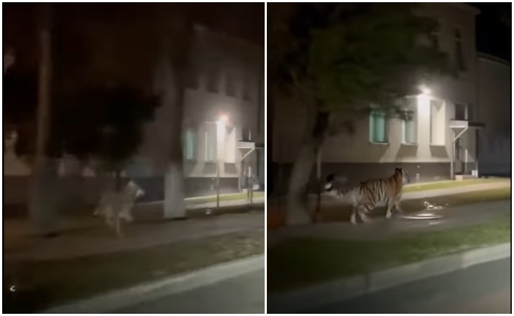 Gyventojai sunerimo dėl užklydusio vilko, o internautai rado būdų, kaip iš to pasijuokti