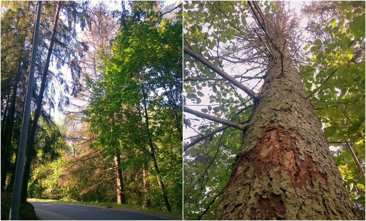 Anykščių šilelio draustinyje bus šalinami pavojingi medžiai