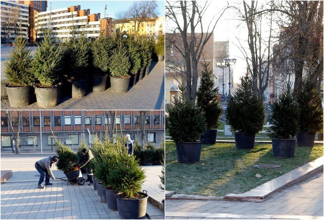 Klaipėda toliau ruošiasi šventėms: Atgimimo aikštę papuoš eglutės