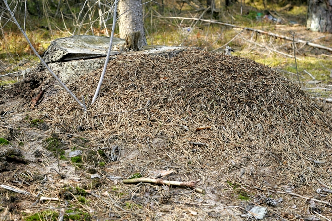 Egzekucija Šiaulėnuose: smurtautojas liepė mautis kelnes ir sėstis ant skruzdėlyno