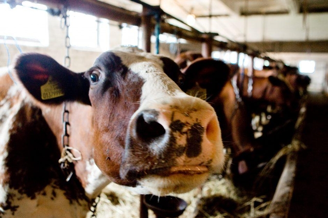 Gyvulių augintojams pradedama mokėti susietoji parama: sulauks 21 mln. eurų