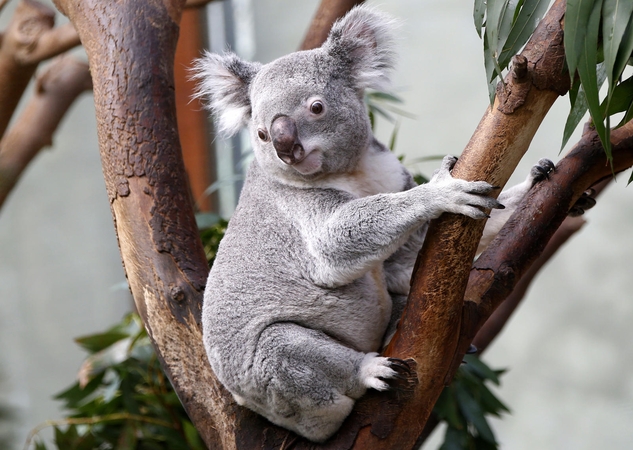 Australijoje išžudyta šimtai koalų