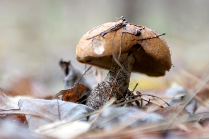 Lietuvoje jau dygsta raudonikiai ir lepšės