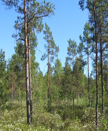 Juodymo pelkė
