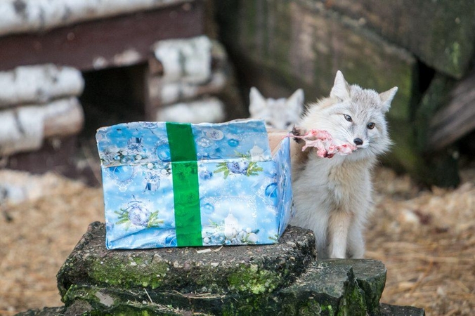 Zoologijos sode gyvūnai jau išsipakavo kalėdines dovanas