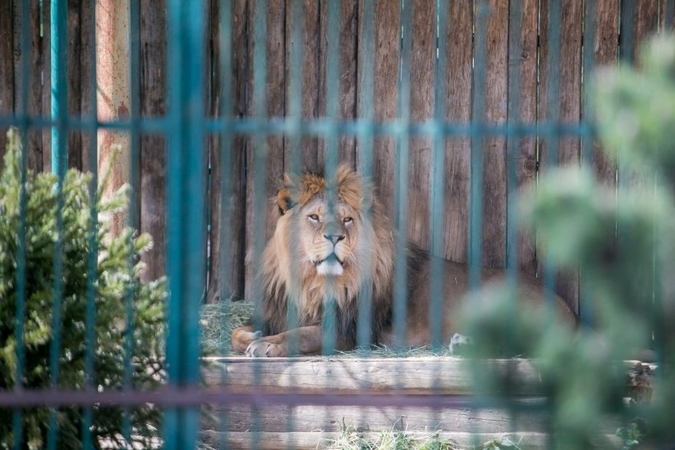 Po dramos dėl Zoologijos sodo vadovo kėdės skelbiamas naujas konkursas