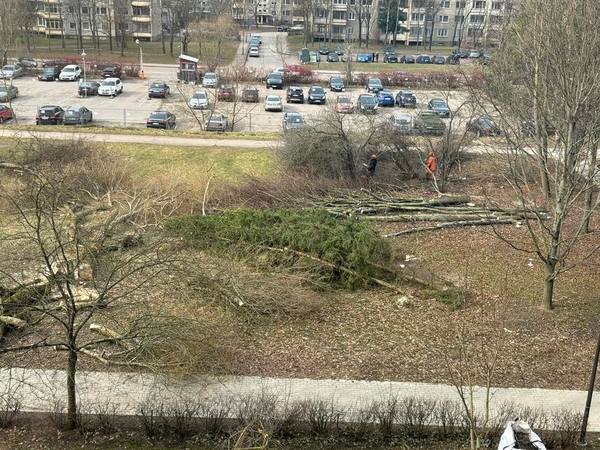Ukmergės gatvėje neliks 35 medžių: kas čia planuojama?