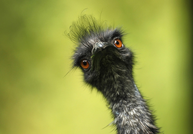 Dėl paukščių gripo Vokietijoje uždarytas zoologijos sodas