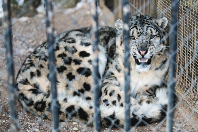 Ruošiantis Zoologijos sodo rekonstrukcijos projektų keitimui – netikėti sprendimai