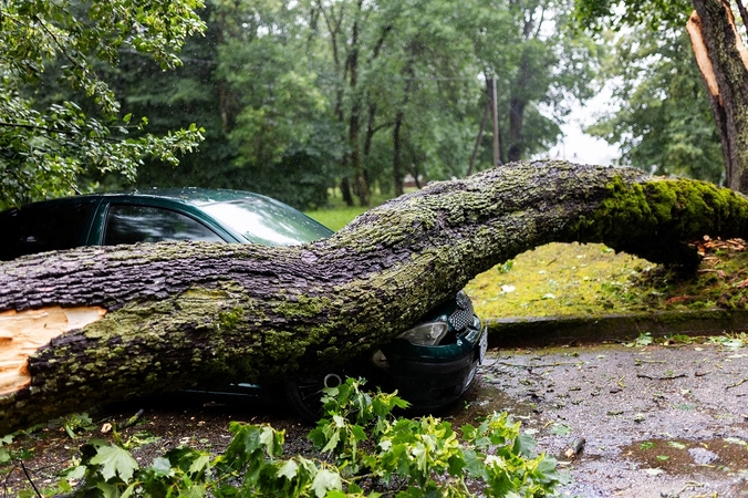 Medis užvirto ant važiavusio automobilio, vairuotoją ištiko šokas