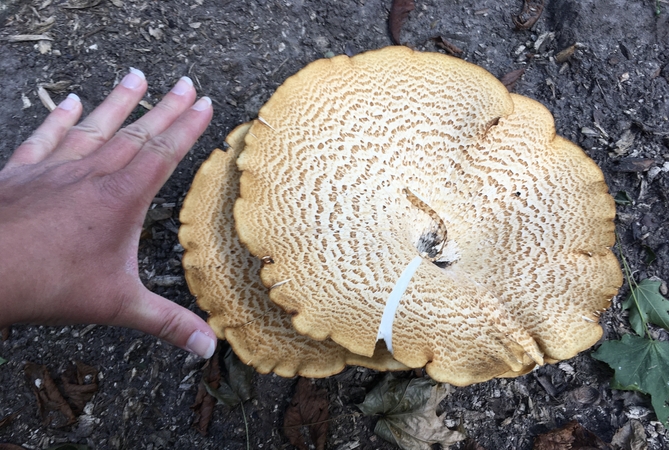 Ramybės parke kaunietės akys užkliuvo už grybo: nesu mačiusi tokio didelio!