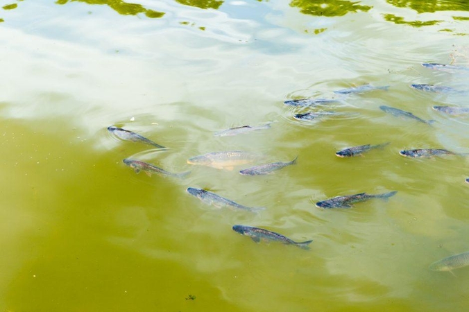 Į Kalniečių parko tvenkinį įleido žuvų, kurioms patikėta svarbi misija