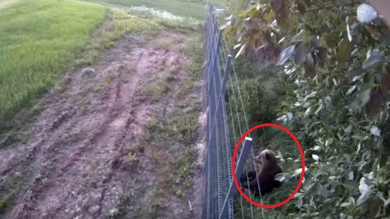 Užfiksuota: meškutė iš Baltarusijos bandė patekti į Lietuvą