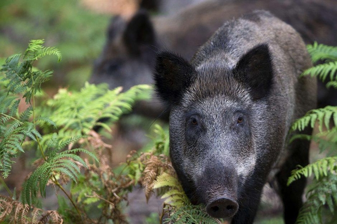 Plintant kiaulių marui – nesutariamai dėl mokesčių už šernus 