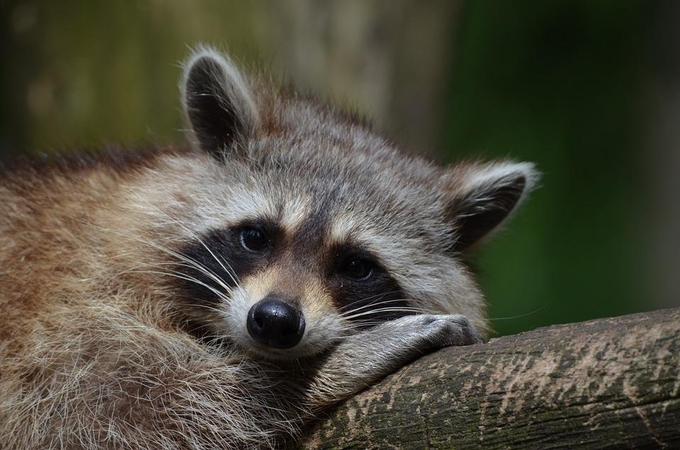 Lietuvą pamėgo meškėnai, o rudiesiems lokiams vietos per mažai 