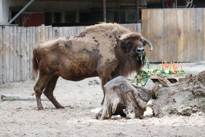 Lietuvos zoologijos sodas atsisveikino su stumbre Gite