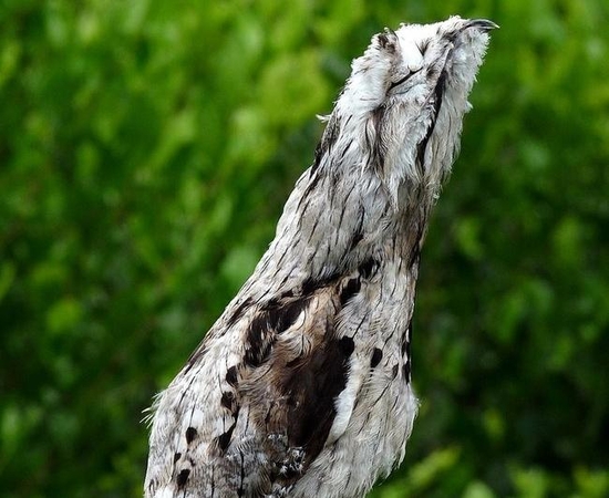 Paukštis potoo 