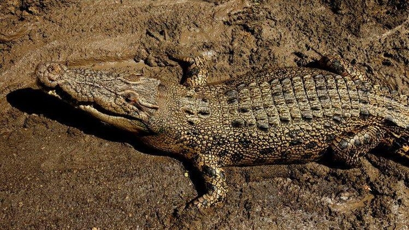 Australijoje krokodilas nusinešė gimtadienį šventusį vyrą